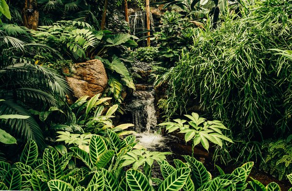 Comment participer à un stage de survie en forêt tropicale en Thaïlande ?